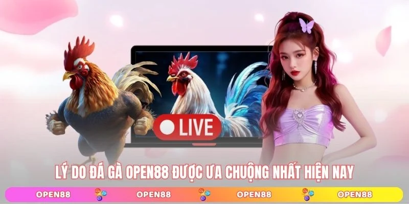 Lý do đá gà OPEN88 được ưa chuộng nhất hiện nay