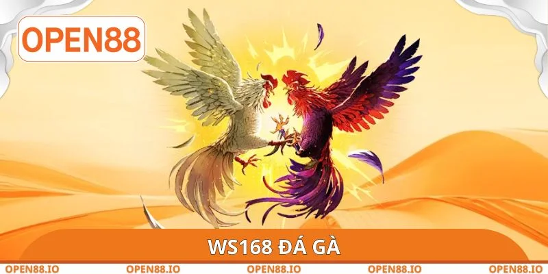 WS168 Đá Gà OPEN88 - Tổ Chức Trận Đấu Một Cách Công Bằng